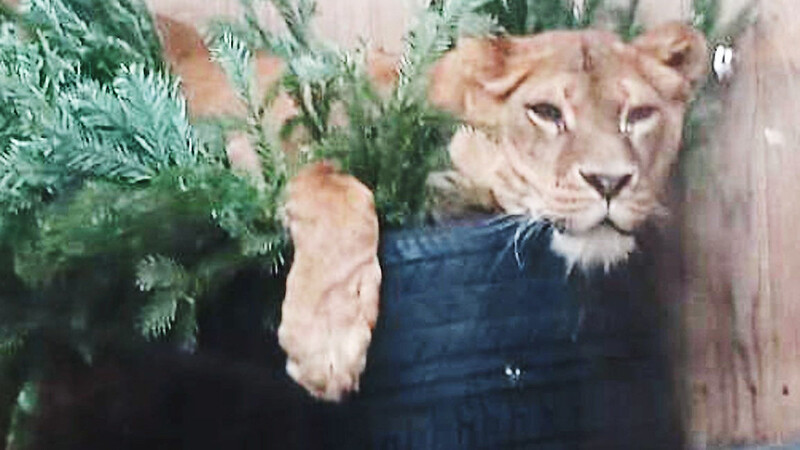Die beiden Löwen Kiano und Shari genießen ganz offensichtlich die duftenden Sachen, die ihnen die Pfleger ins Gehege gelegt haben.