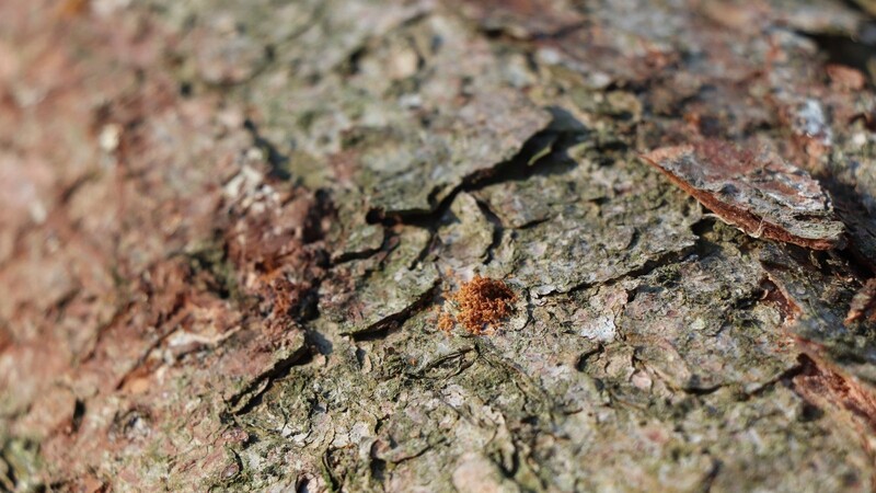 Der eindeutige Beweis für einen Borkenkäferbefall: Das rote Bohrmehl ist auf der Baumrinde zu erkennen.