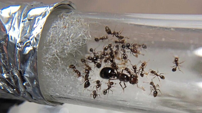 Krabbler hinter Glas: André Leonhardt hält 40 000 Ameisen, Spinnen und Wanzen.