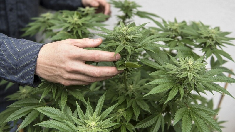 Das Symbolbild zeigt eine Cannabispflanze. Ein 20-Jähriger hat sich wegen verschiedener Drogendelikte vor Gericht verantworten müssen.