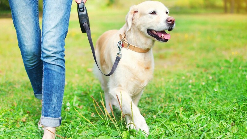 Die Stadt Deggendorf möchte an die Verordnung zur Einschränkung des freien Umherlaufens von Hunden und auf die dazugehörige Anleinpflicht erinnern.