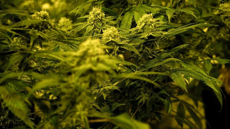 In Wolfersdorf im Landkreis Erding beschlagnahmten Beamte der Kriminalpolizei eine Cannabis-Aufzuchtanlage. (Symbolbild)