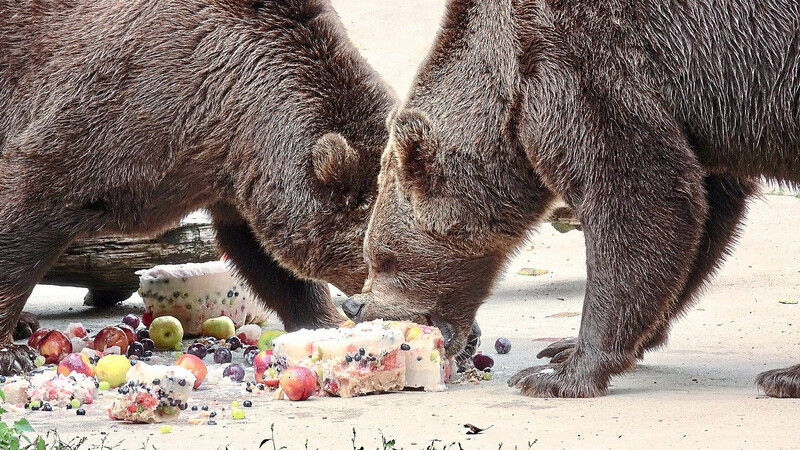 Eine Eistorte mit vielen Vitaminen bekamen die Braunbären.