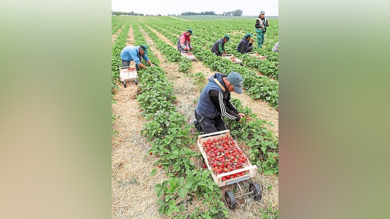 Die Archivaufnahme zeigt Erntehelfer beim Erdbeerpflücken. Schon Wochen vor der Ernte werden in der Landwirtschaft viele Hände benötigt, um das Gedeihen der Pflanzen sicherzustellen.