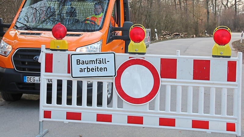 Bis Freitag werden die betroffenen Eschen an der Georg-Eckl-Straße entfernt.