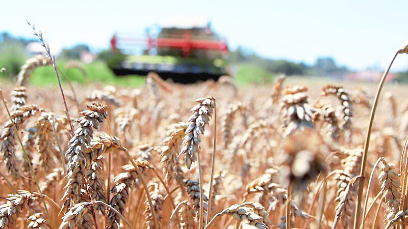 Durch den Verzicht auf die dritte Stickstoff-Gabe wird mit dem Anbau von Wasserschutz-Weizen die Nitratbelastung verringert.