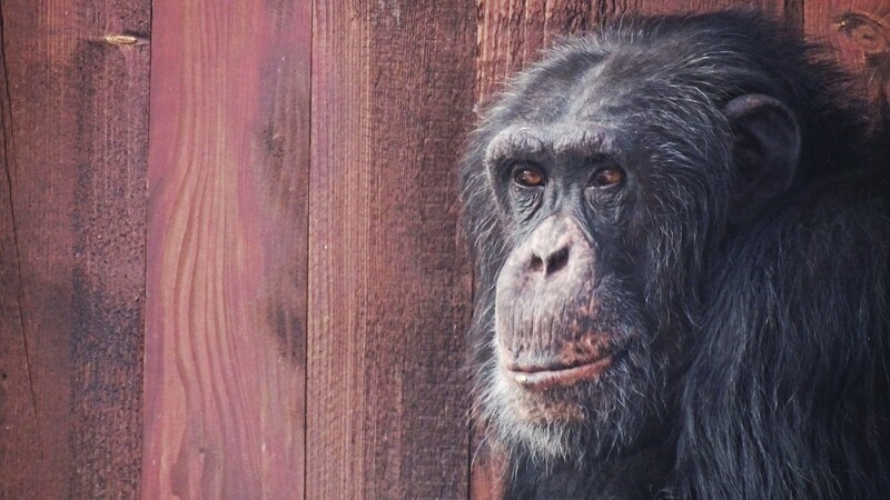 Ein Foto aus besseren Zeiten: der Schimpansenmann Alfons.