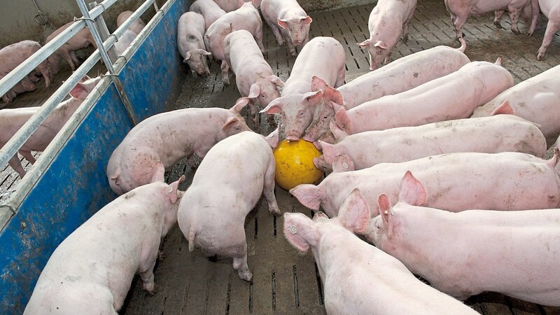 Mit dem aktuellen Angebot unter dem Motto "Bürger helfen Bauern" soll den Schweinebauern in der Region direkte Hilfe zuteil werden.