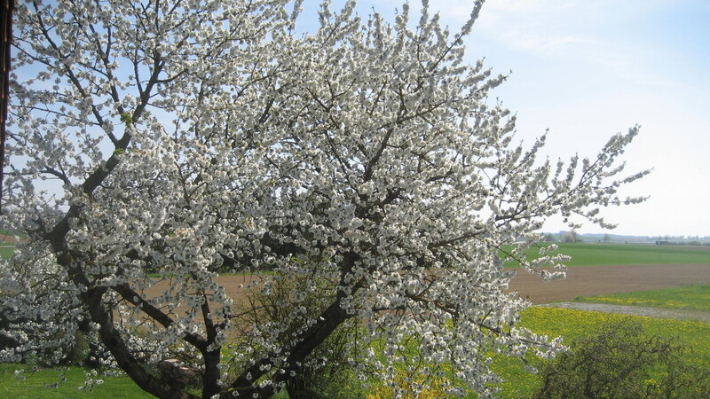 Genau zum Beginn des Monats Mai haben die Kirschbäume in voller Blüte gestanden. Hier ein Exemplar im Labertal, aufgenommen aus erhöhter Position von einem Balkon aus.