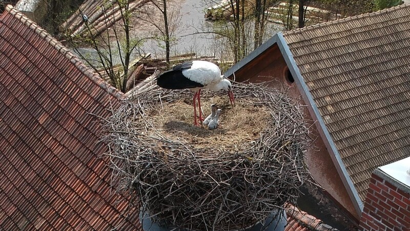 Ein Teil des Storchenpaares mit dem Nachwuchs im Horst auf dem Dach der Brauerei Mühlbauer.