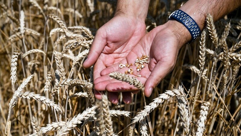 In der Ukraine ist Erntezeit von Weizenkörnern.
