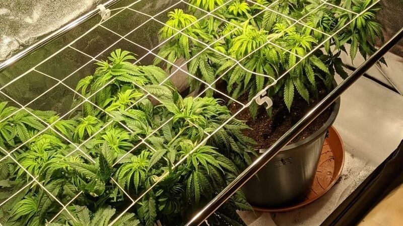 Diese drei Cannabispflanzen entdeckte die Neufahrner Polizei in einer Wohnung in Eching.