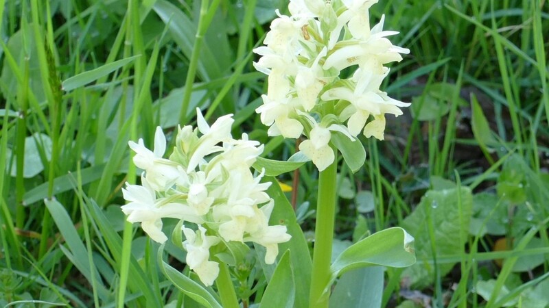 Das Holunderknabenkraut, das zur Familie der Orchideen gehört, hat im Vorderen Bayerischen Wald einen der letzten Verbreitungsschwerpunkte.