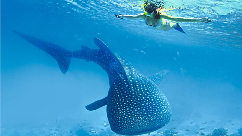 Ein Gigant des Ozeans: In Mosambik kann man mit (ungefährlichen) Walhaien schwimmen.