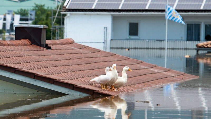 Gänse sitzen im Deggendorfer Stadtteil Fischerdorf auf dem Dach eines überschwemmten Hauses.