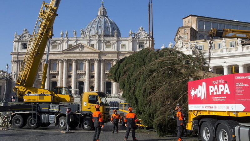 Nach tagelangem Transport hat der Weihnachtsbaum den Vatikan erreicht.