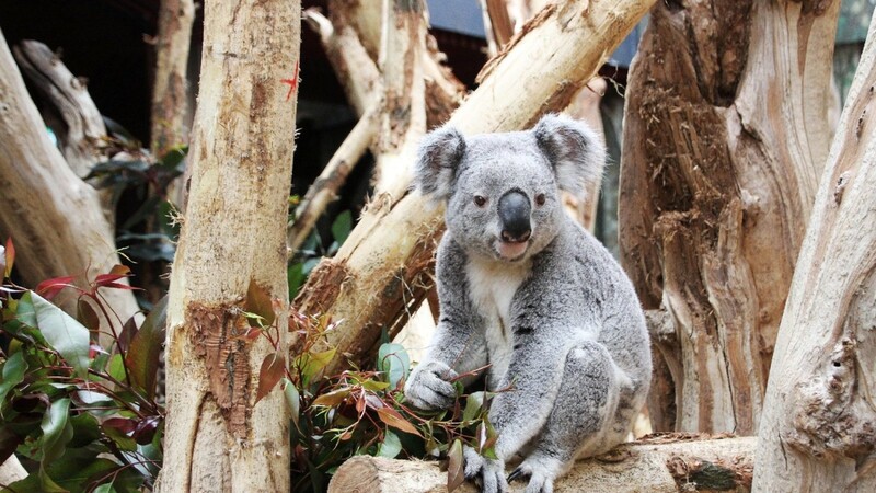 Koalas sind in europäischen Zoos eine Seltenheit. In Deutschland gab es sie bislang nur in Duisburg und Dresden. Jetzt ist in Leipzig Oobi-Ooobi eingezogen.