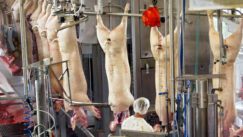 Mehr als 20.000 Schweine will der Lebensmittelkonzern Vion in Zukunft im Landshuter Schlachthof pro Woche verarbeiten. Dazu müssen die Kapazitäten verdoppelt werden. Grüne und Bund Naturschutz befürchten eine weitere Industrialisierung der Lebensmittelerzeugung. (Foto: Bernd Thissen dpa)