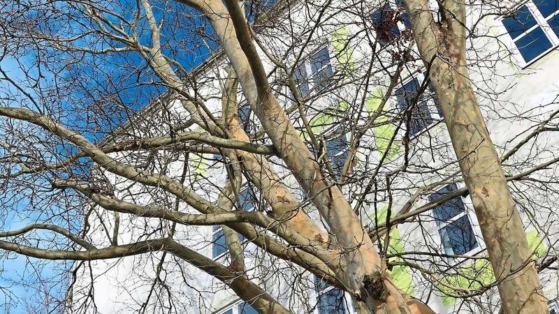 Anträge auf eine Befreiung von der Baumschutzverordnung, die nicht im Zusammenhang mit Bauvorhaben stehen - wie bei der Platane am Netzwerk -, möchte die Fraktion der Grünen künftig von Sachverständigen beurteilt sehen.