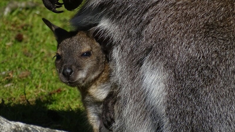 Dem kleinen Bennettkänguru scheint es in dem Beutel der Mutter gut zu gefallen: Lässig lässt es sich mit herumtragen und knabbert bei Gelegenheit schon frische Grasspitzen mit.