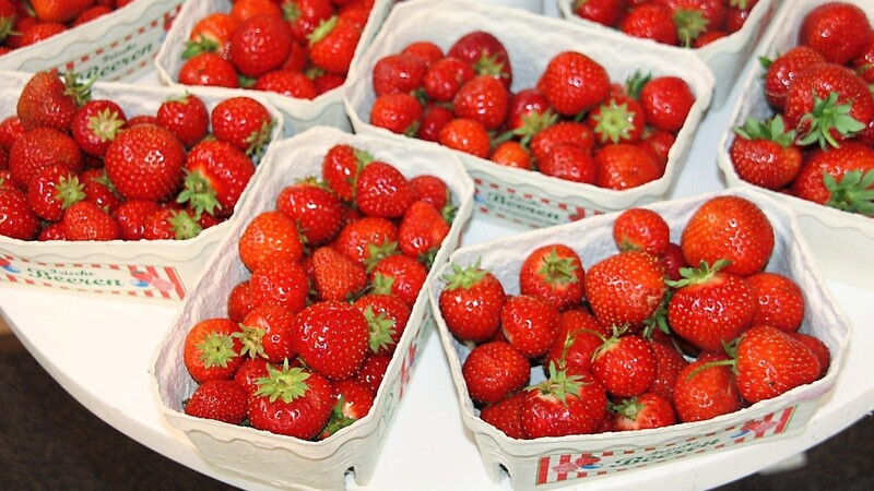 Zum Anbeißen schön: Die Erdbeeren vom Boierhof gibt es im 500-Gramm-Schälchen im Laden. Bio-Erdbeeren sind eine Rarität in der Region.