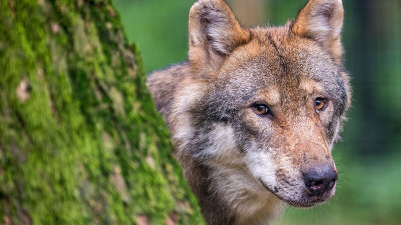 Ein Wolf lugt in einem Wildpark hinter einem Baum hervor.