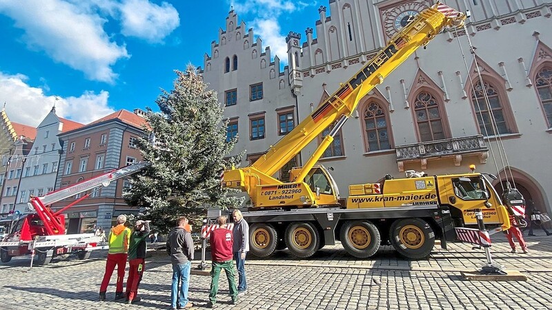 Am Rathaus angekommen: Donnerstagmittag wurde die Fichte mithilfe großer Gerätschaften in der Altstadt aufgestellt.