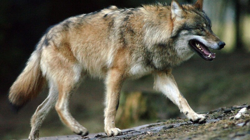 Seit den 90ern Jahren wird der Wolf in Bayern wieder heimisch.