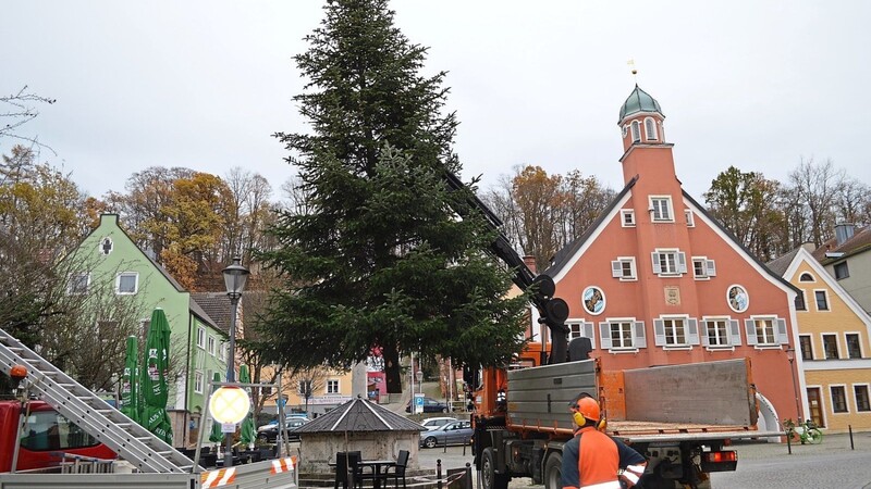 Mitarbeiter des SUM-Bauhofs stellten den großen Weihnachtsbaum am Marienbrunnen auf.