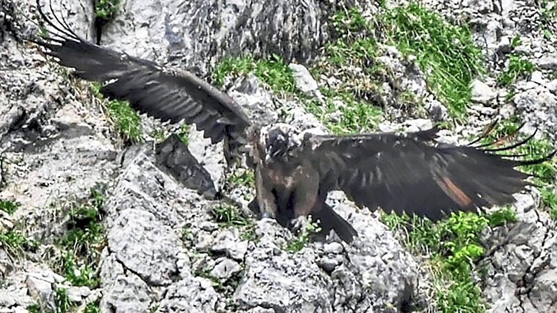 Das undatierte Foto zeigt Bartgeier-Weibchen Recka beim ersten Flug vor Felswänden im Nationalpark Berchtesgaden.