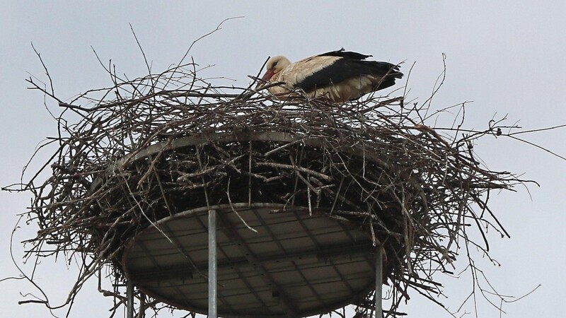 Einer der beiden Störche ist immer im Nest; für Horstbetreuerin Renate Lüftner ein Indiz dafür, dass das Waldmünchner Storchenpaar erstmals Nachwuchs hat.