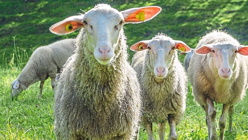 Weil die Beweidung mit Schafen und Ziegen zum Erhalt der Landschaft beiträgt, wird sie deshalb mit Landesmitteln unterstützt  Foto: StMELF