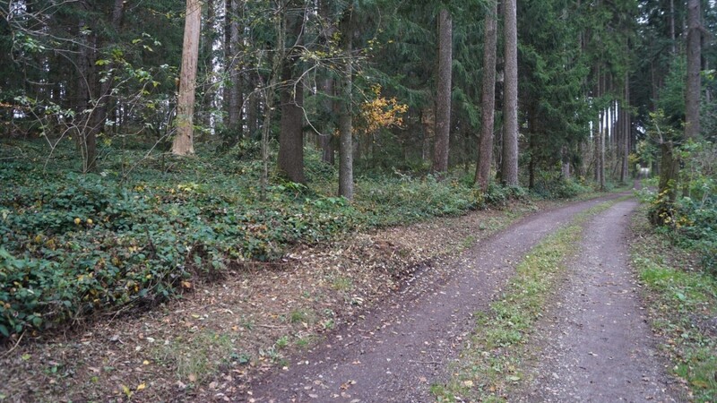 Auf einer rund drei Hektar großen Fläche in einem Waldstück bei Kirchstetten planen die Mitglieder der SG Edelweiß Bodenkirchen einen Bogenparcours.