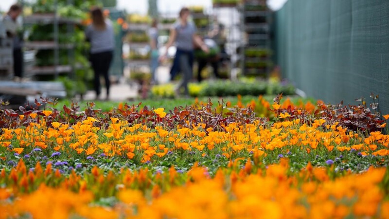 Im vergangenem Jahr musste Ingolstadt seine Landesgartenschau verschieben, Helfer verschenkten die Blumen. In diesem Jahr sollen die 100 000 Pflanzen die Besucher vor Ort begeistern.