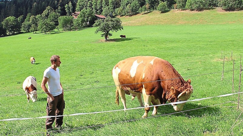 Johannes Jung auf der Weide des Erdlingshofes mit Stier Ben.