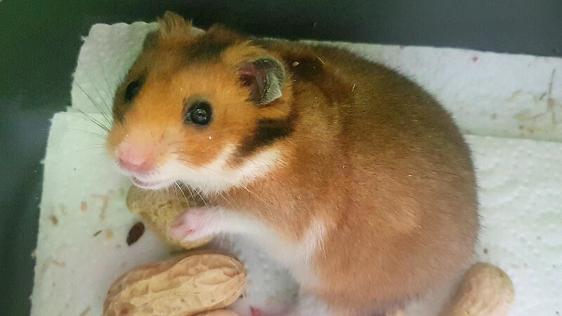Dem in Weiding ausgesetzten Hamster geht es gut.