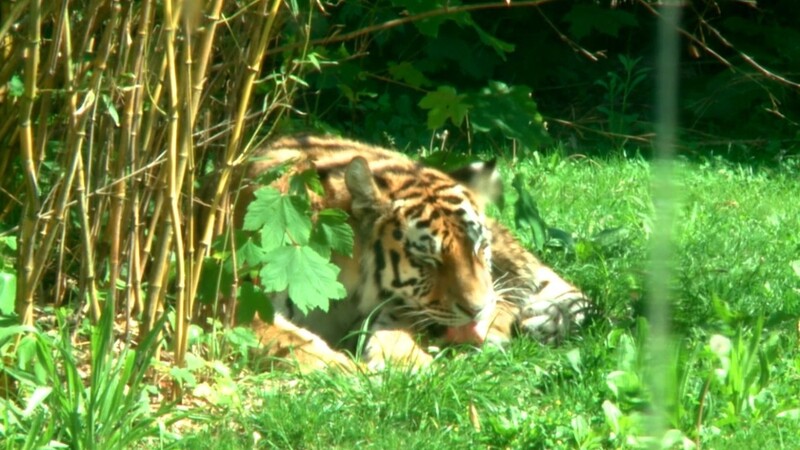 Der Tiger ruht sich im Schatten aus und leckt mit seiner Zunge das Fell.