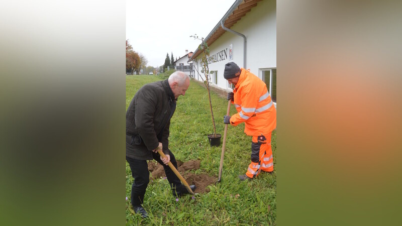 Bürgermeister Josef Reff pflanzte zusammen mit dem stellvertretenden Bauhof-Chef Alfons Lehrhuber fünf Obstbäume nahe dem neuen Bauhof.