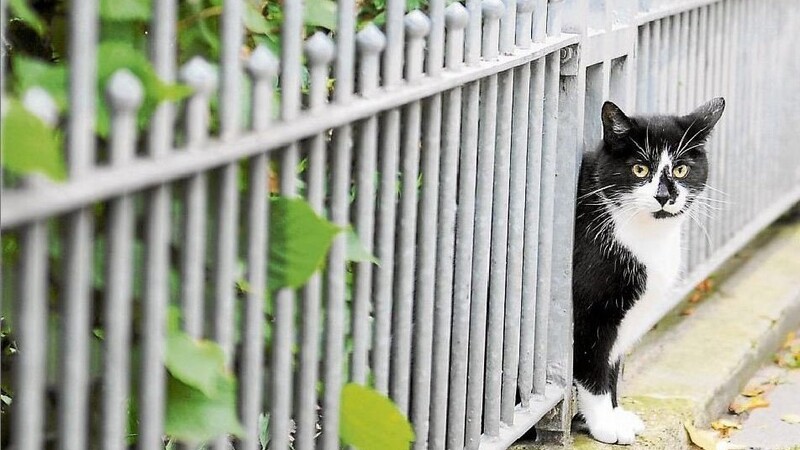 Katzen sind Freigänger. Wohnen ihre Besitzer direkt an viel befahrenen Straßen, kann es für die Stubentiger gefährlich werden. (Foto: dpa)