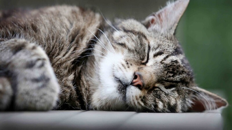 Eine Katze aus Steinach hat Schneckenkorn zu sich genommen. Ob Unbekannte das Gift absichtlich als Köder ausgelegt haben könnten, prüft derzeit die Polizei (Symbolbild).