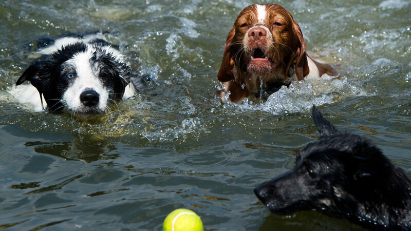 Das Herumtollen im Wasser ist für die Hunde sehr gesund: Es schont die Gelenke und macht fit.