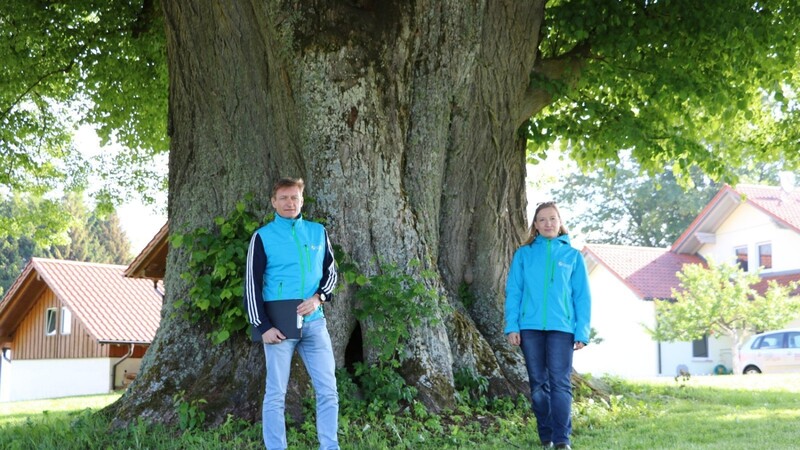 Reimund Kolb und Manuela Kern stehen vor der Winterlinde in Jägershofen, deren Stamm einen Umfang von fast acht Metern hat.