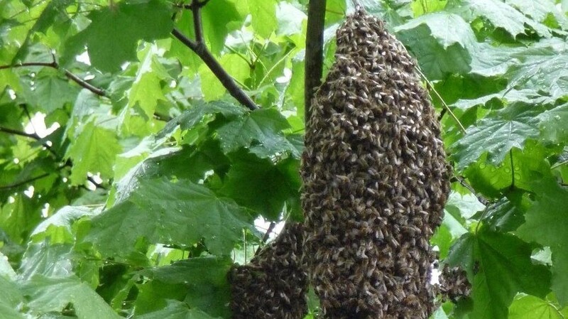 Bei ihrer Suche lassen sich die Bienen gerne an einem Strauch oder in einem Baum nieder.