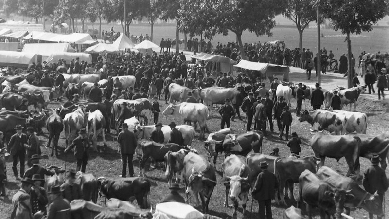 Der traditionelle Viehmarkt am Gillamoos-Volksfest war im Jahre 1920 gut besucht.
