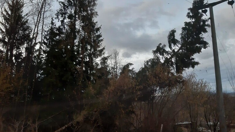 Im Gemeindegebiet Kirchberg im Wald war ein Baum in eine Stromleitung gefallen.