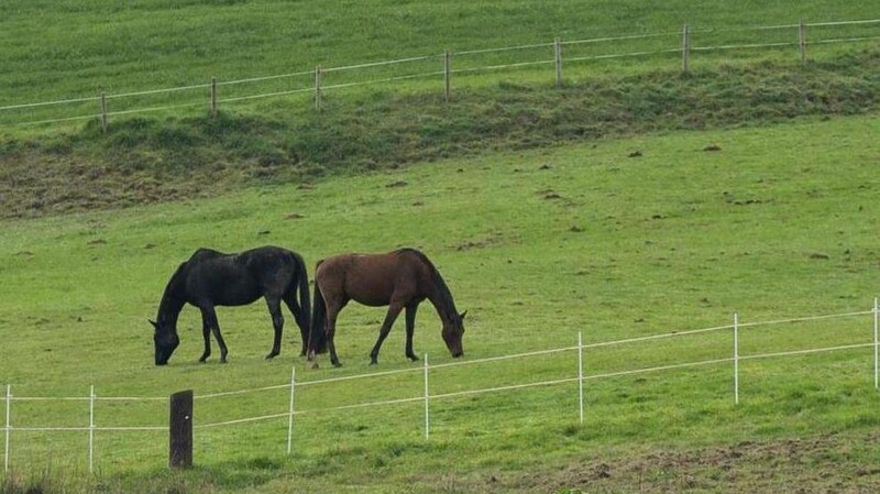 Zwei Pferde sind in Hetzelsdorf ausgebüxt. Einsatzkräfte versuchen nun, sie wieder einzufangen und auf die Weide oder in den Stall zu bringen (Symbolbild).