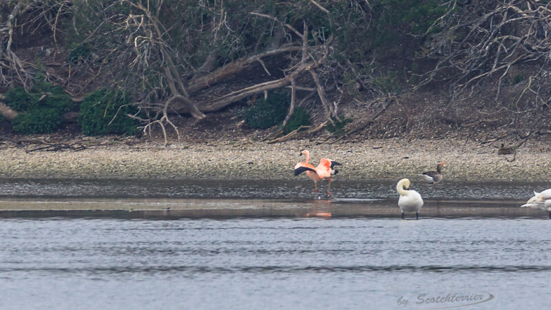 Auch am Echinger Stausee wurde im April bereits mehrfach ein Flamingo gesichtet. Christian Brummer vermutet, dass es der gleiche ist, der sich nun zuletzt an der Isar herumtrieb.
