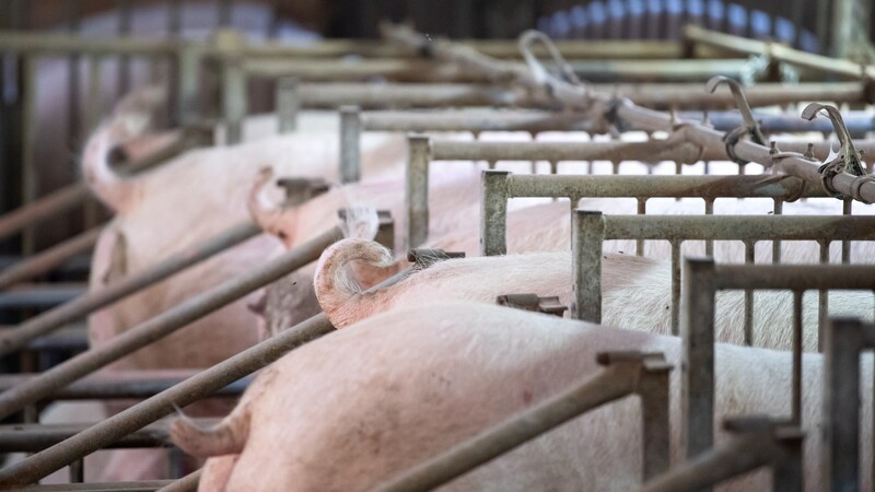 Schweine stehen bei einem Schweinemastbetrieb in einem Stall.