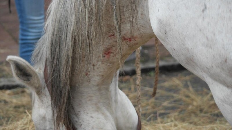 Im Landkreis Straubing-Bogen treibt ein Pferderipper sein Unwesen. Auf einem Pferdehof wurde ein Araber-Mix durch einen Schnitt schwer verletzt. (Symbolbild)