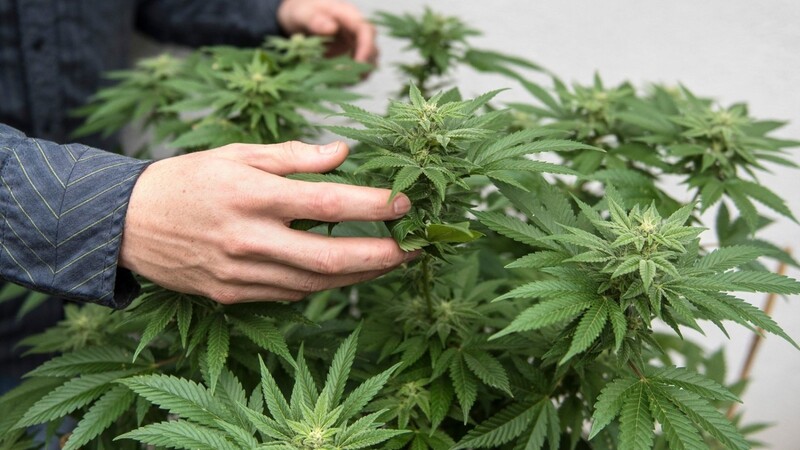 USA, Orange County: Eine Cannabis-Pflanze.